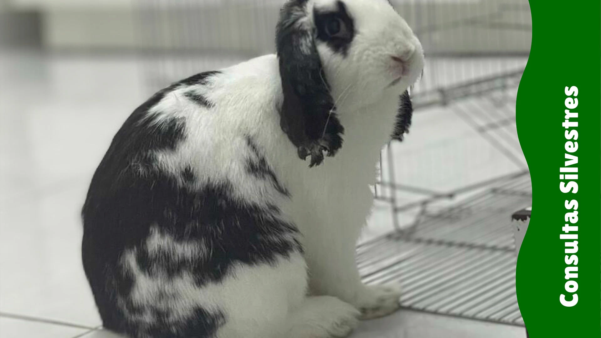 Animais Silvestes