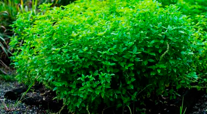 Chá da Mata: Infusões Naturais