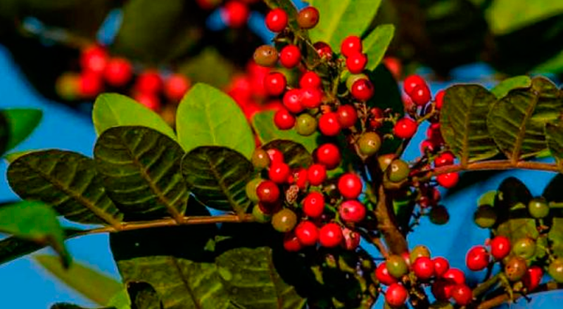 Sabores e Sensações da Mata Atlântica