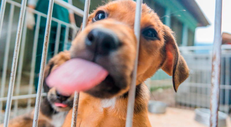 Bertioga promove feira de adoção animal