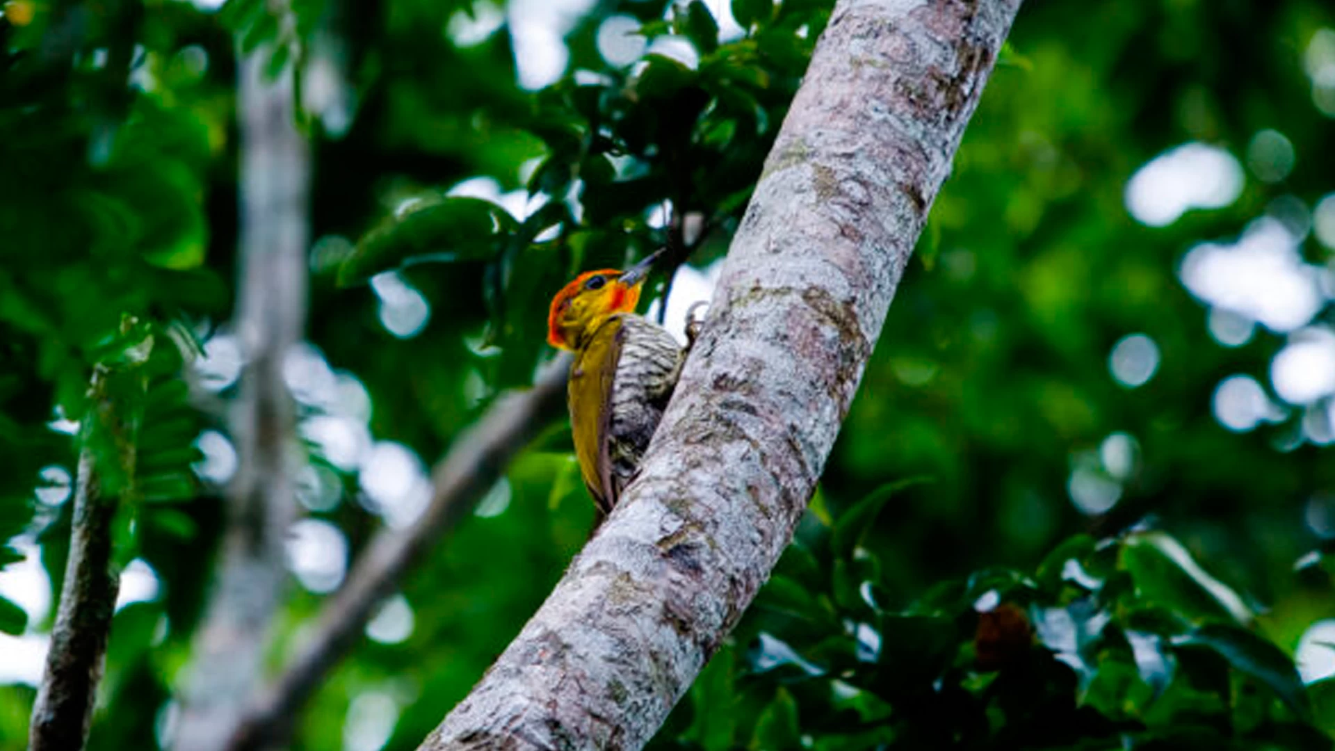 Observação de Aves