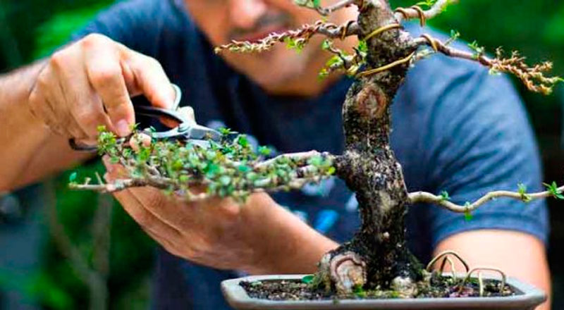 Introdução ao Bonsai