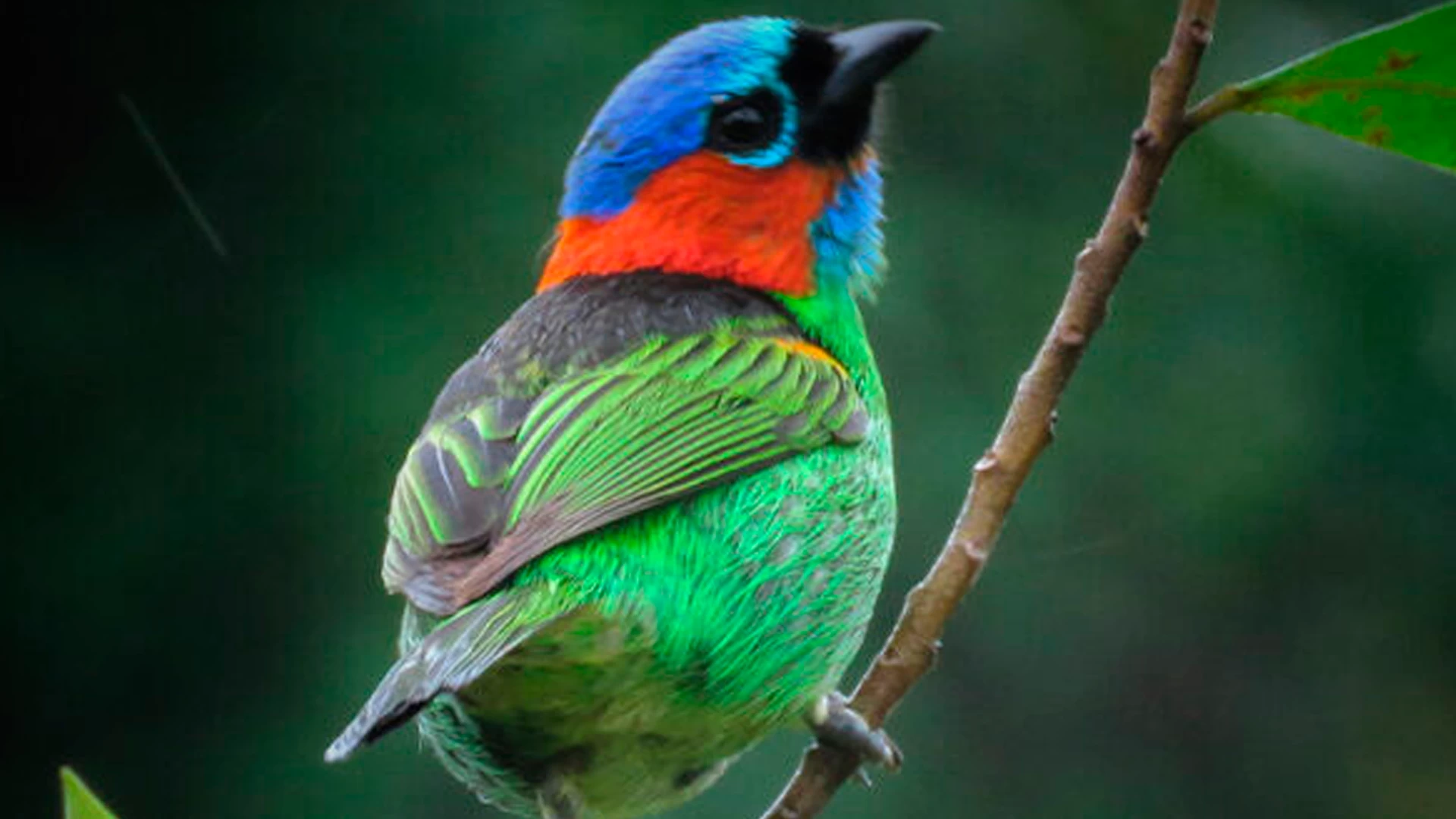 Birdwatching | Observação de Aves