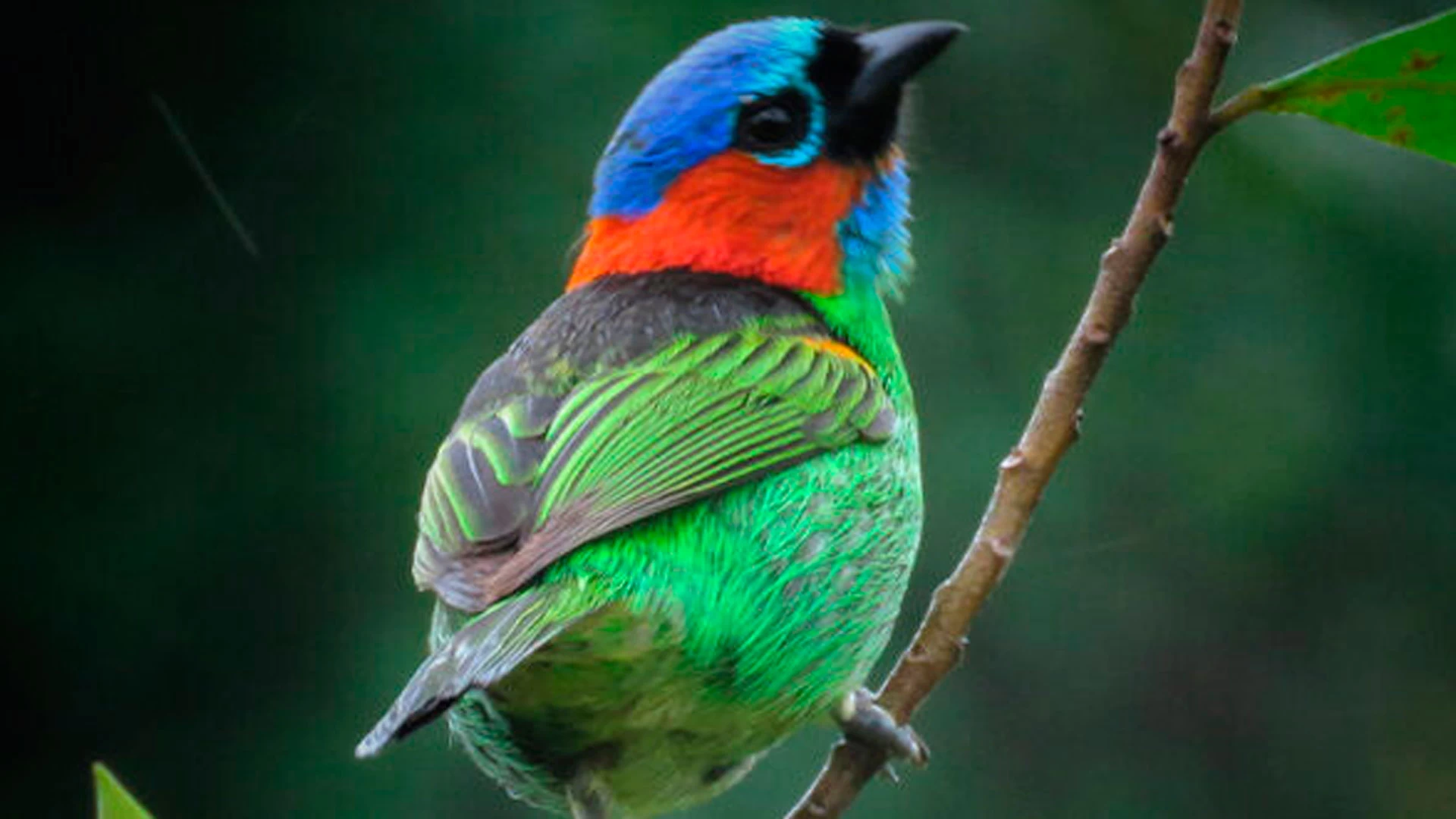 Birdwatching | Observação de Aves