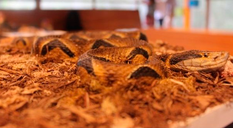 Serpentes e Acidentes Ofídicos