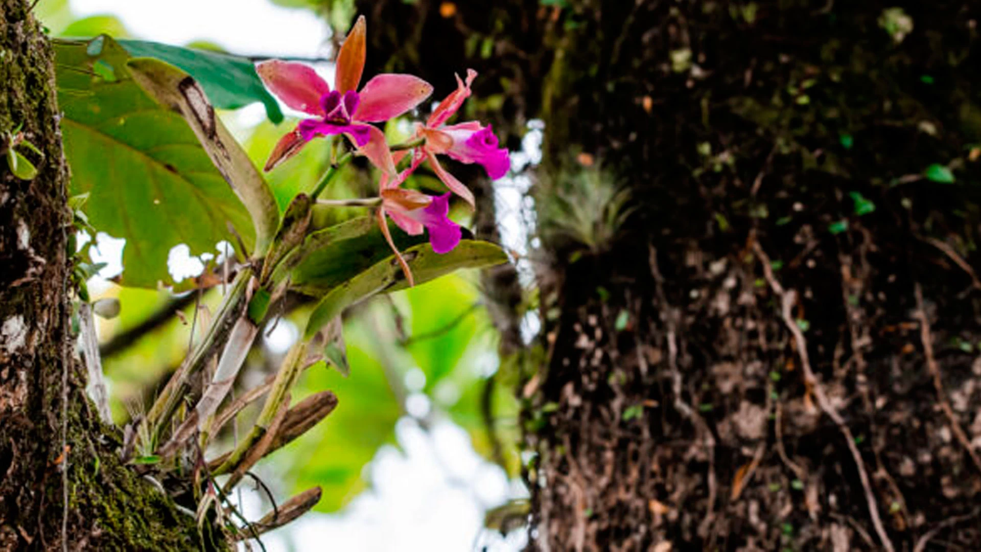 Cultivo de Orquídeas Nativas - SESC