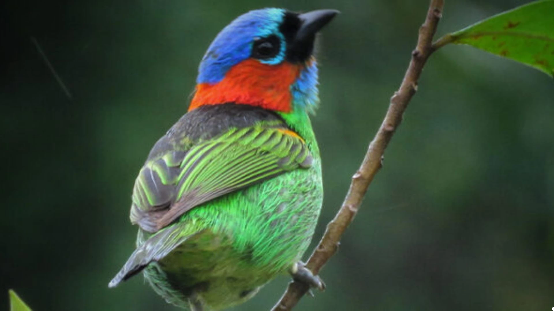 Clube de Observação de Aves