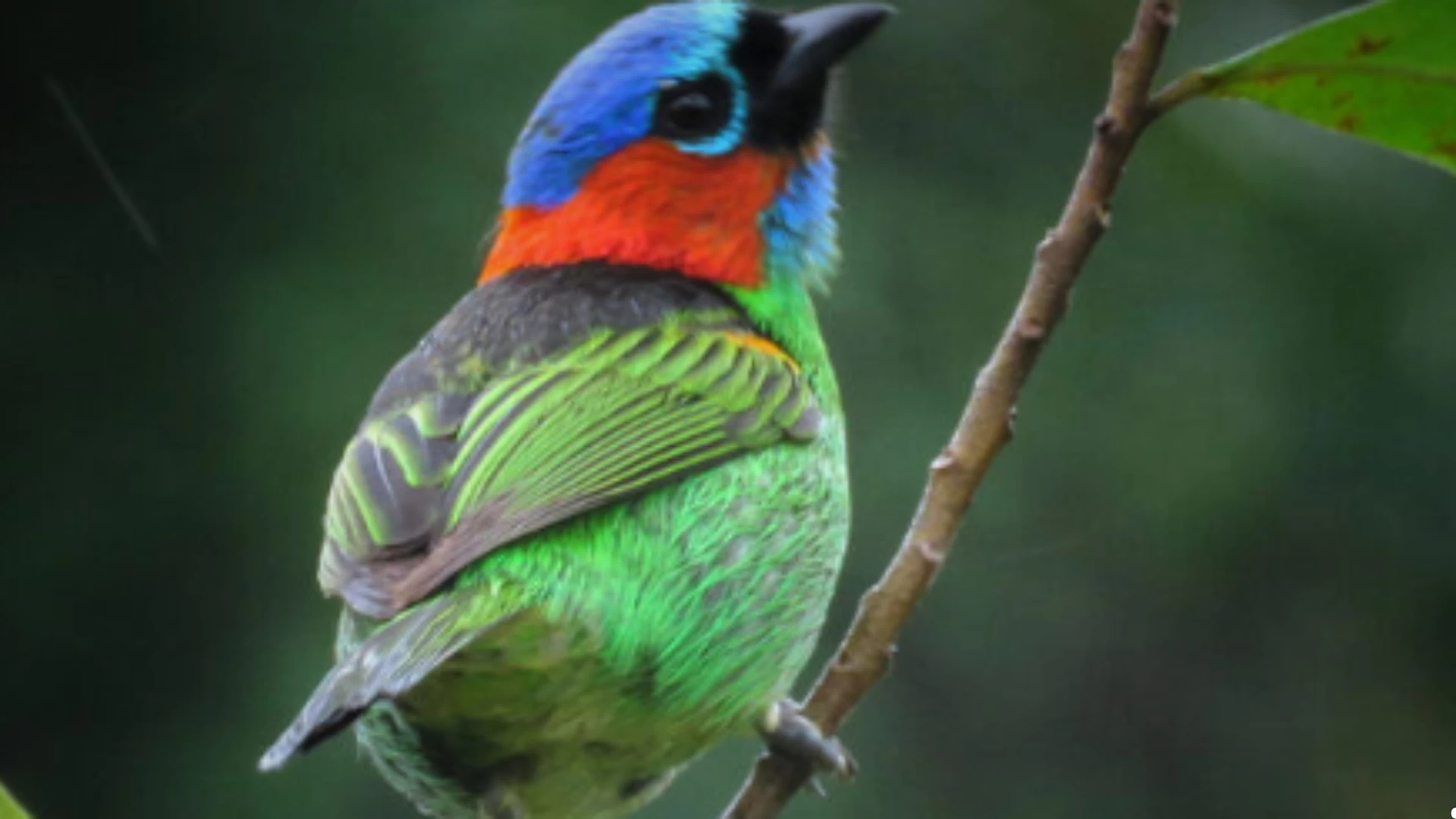 Clube de Observação de Aves