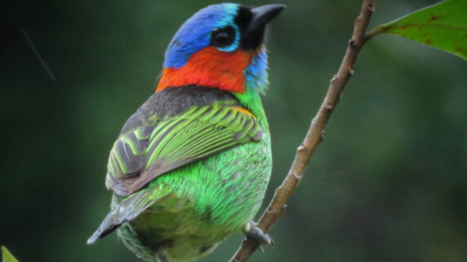 Clube de Observação de Aves