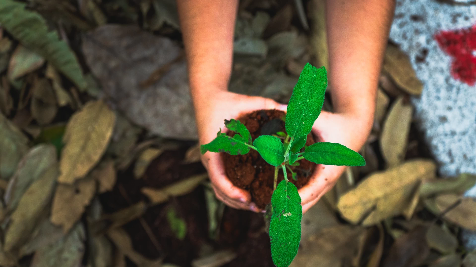 Curso para criação da Horta Comunitária