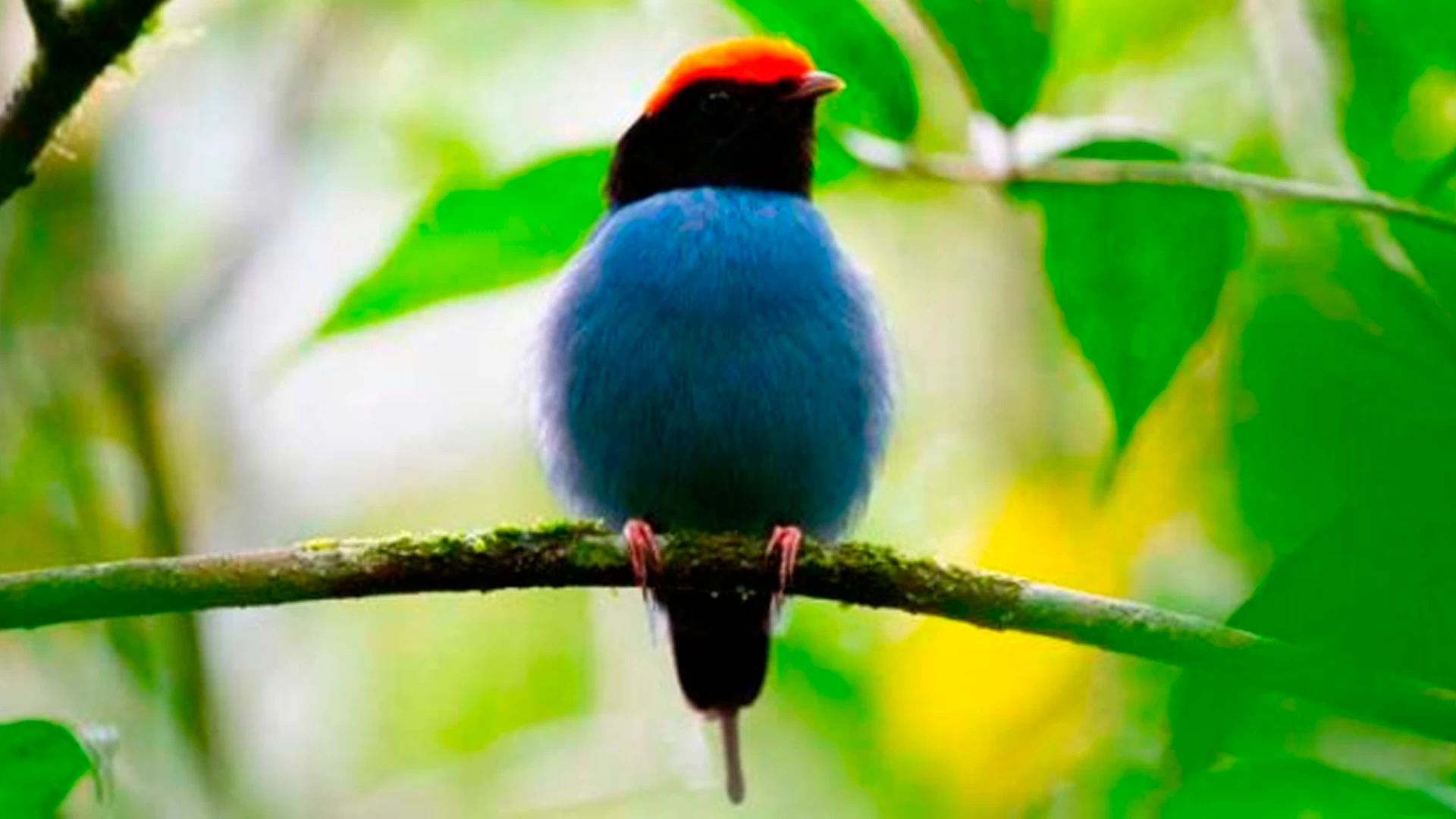 Besourinho da Mata – Observação de Aves 