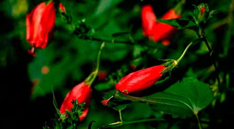 Cozinhando com Flores