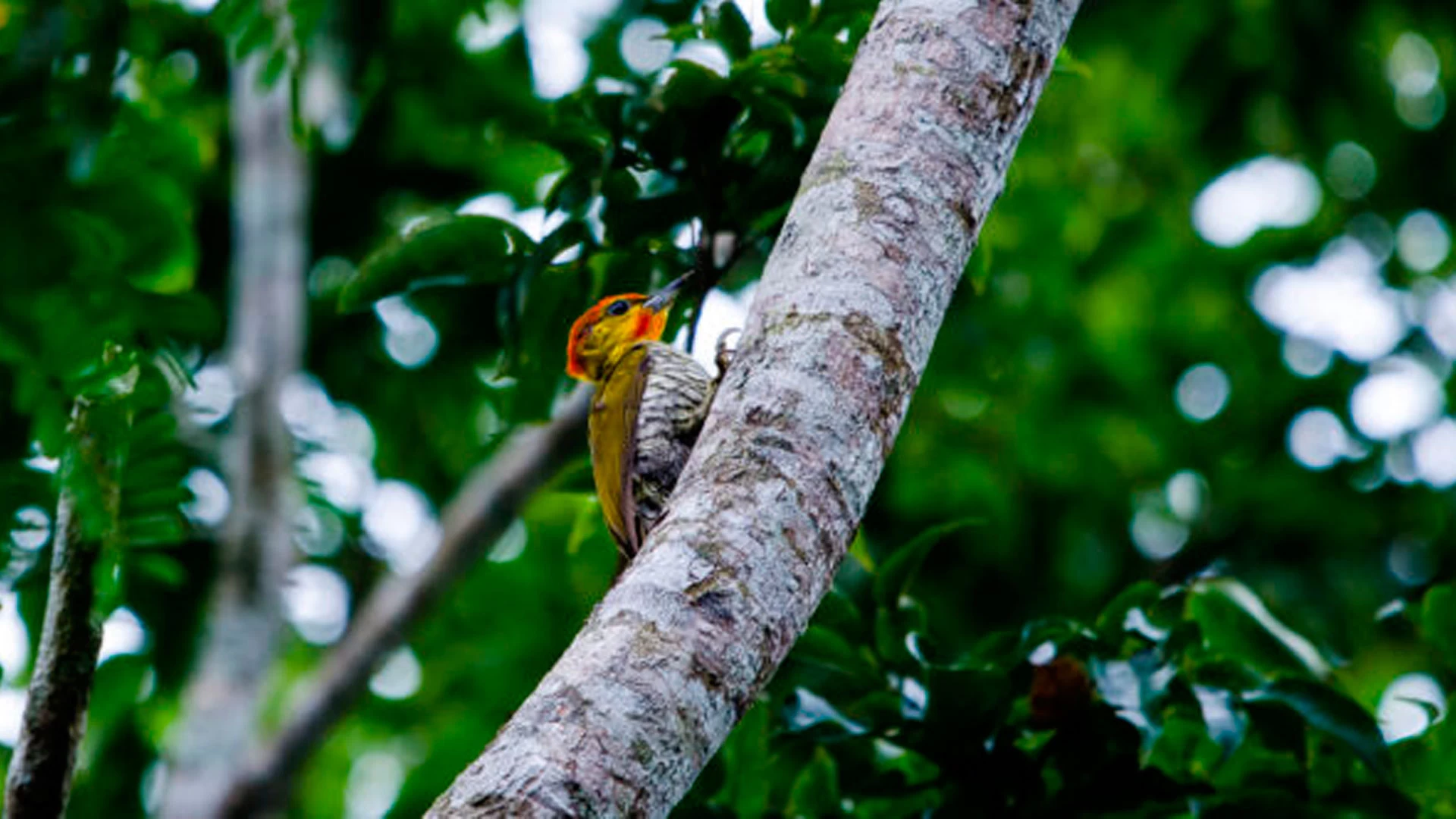 Observação de Aves - SESC