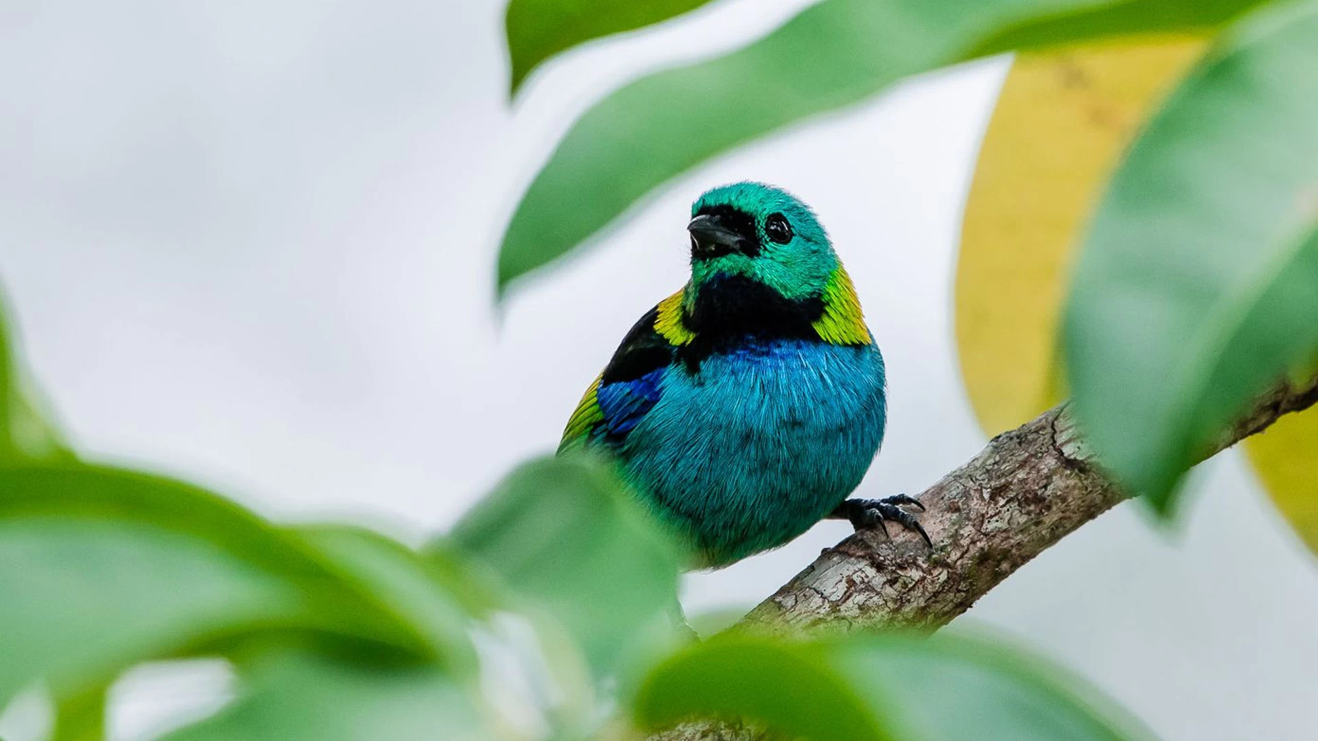 Lançamento: Rota de Avistamento de Aves 