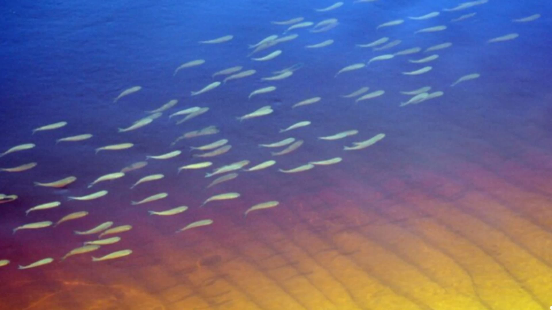 Meditação dos 4 elementos