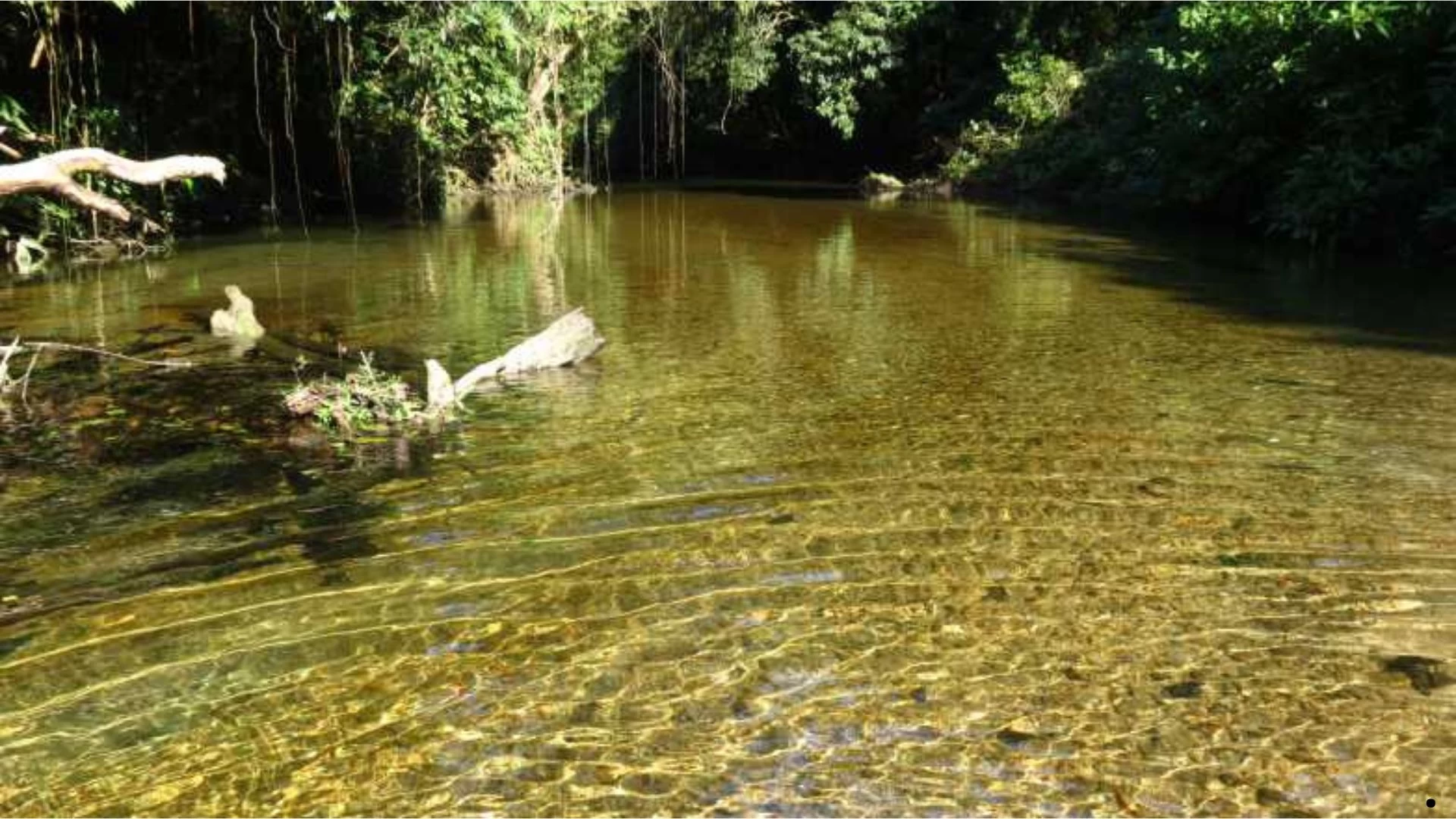 Remada na Mata Atlântica